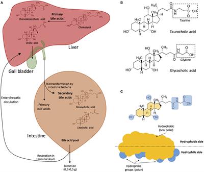 Interactions between Bacteria and Bile Salts in the Gastrointestinal and Hepatobiliary Tracts